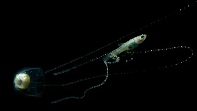 Медуза ируканджи (Carukia barnesi)