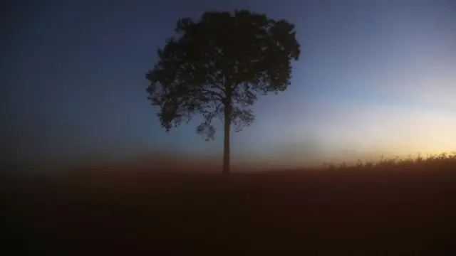 A lone tree stands in a deforested section of the Amazon rainforest, 2017