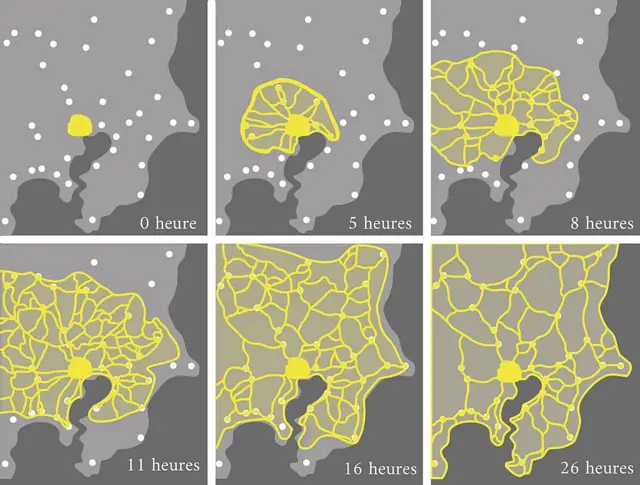 Adaptação da ilustração do estudo do professor Toshiyuki Nakagaki sobre a criação e otimizaçãobet365 ganhar 200 reaisredes por parte do P. polycephalum.