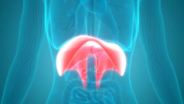 Ilustración de un cuerpo humano donde se resalta la posición del diafragma.