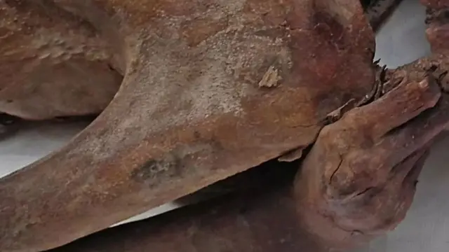 Erkek mumyanın kolundaki dövme