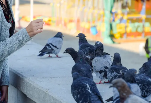 Девушка кормит голубей