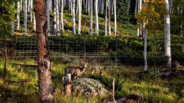 Um veado no bosque Pando