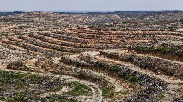 इंडोनेशिया का वह इलाका, जहां जंगल काट दिए गए