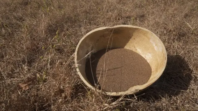 Les cultures de fonio ont une excellente capacité d'adaptation aux climats difficiles.