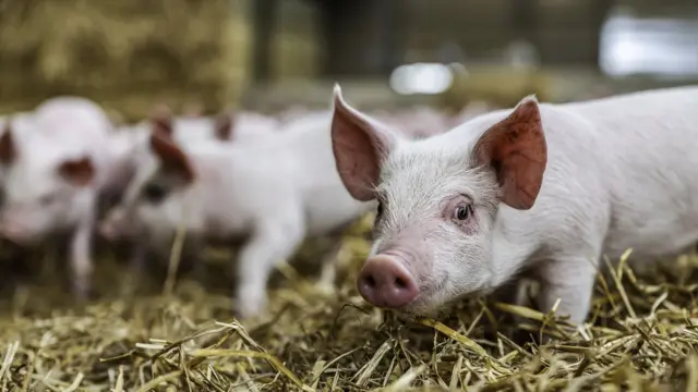 பன்றிக்குட்டி