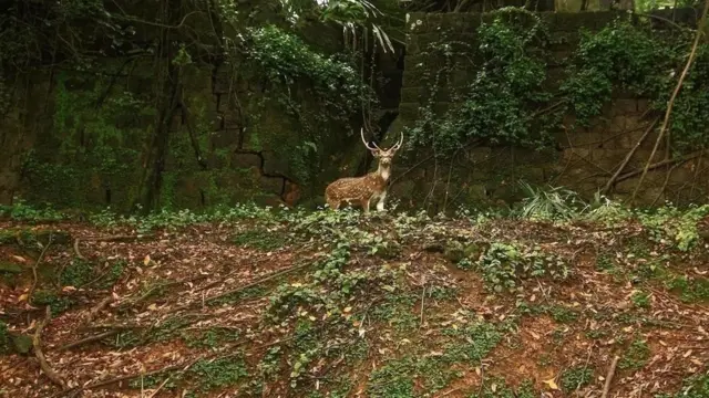 રૉસ આઇલેન્ડ પર હરળ
