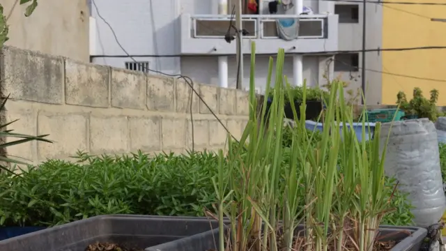 Lemon grass from Senegal