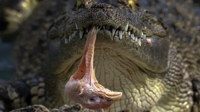 จระเข้ที่สวนเสือศรีราชา