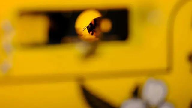 호박벌은 작물에 수분을 공급하기 위해 대량으로 사육되지만, 이로 인해 야생 종이 해를 입는다는 우려가 커지고 있다