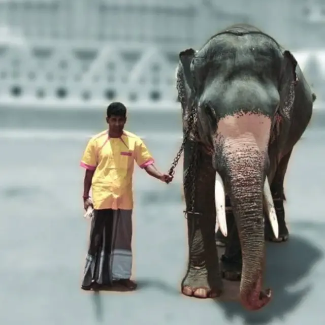 මියන් රාජා