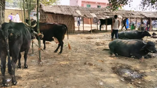 सोनपुर मेला