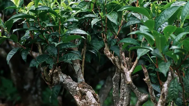 Plantas de té