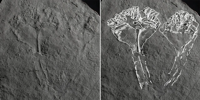 이 생물은 고대 화산의 물속에 잠긴 옆면을 따라 흘러내린 퇴적물에 덮여 질식한 것으로 추정된다