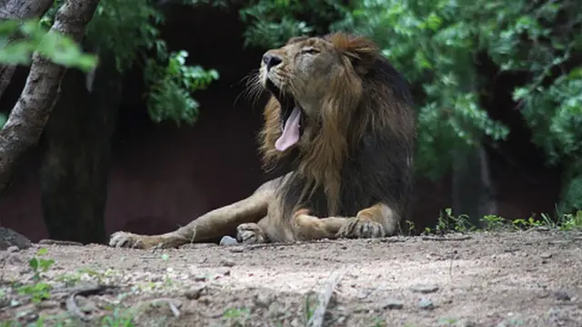 సింహాలు