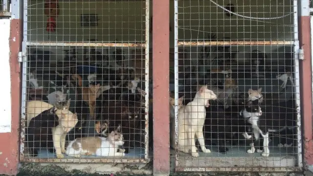 ศูนย์เลี้ยงสุนัขจรจัด กองเรือยุทธการ สัตหีบ