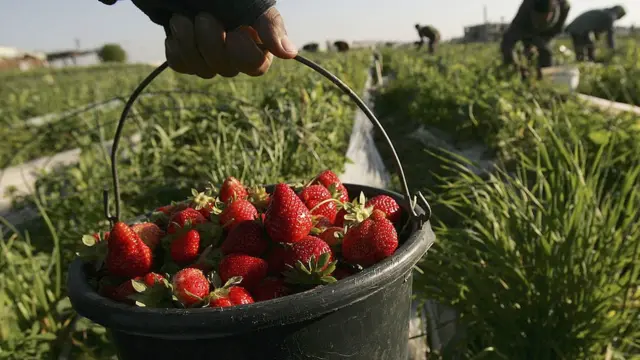 Як Польща потерпає без українських заробітчан