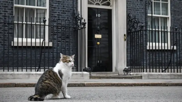 Larry the Downing Street cat outside Number 10