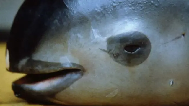 Vaquita