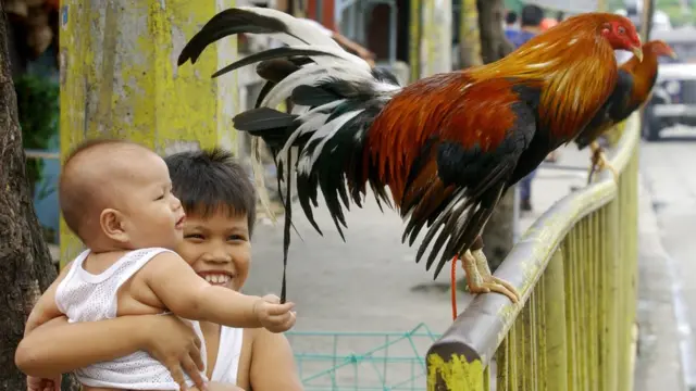 థాయిలాండ్ కోడి పుంజుతో పిల్లలు
