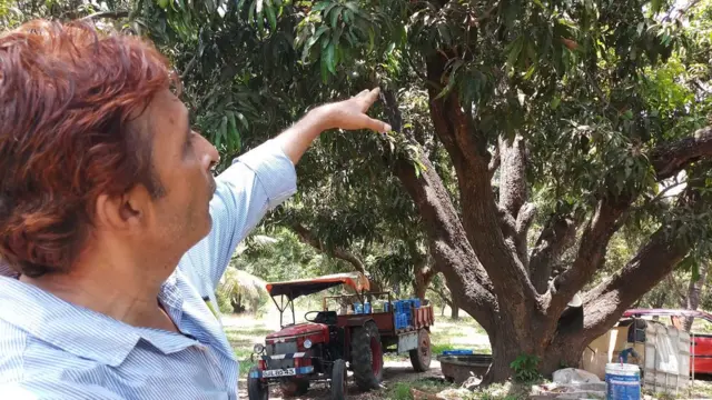 આંબાનું વૃક્ષ