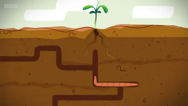 Lombriz en tierra haciendo huecos