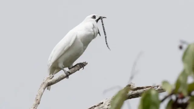 Araponga-da-amazôniabetano aviator como jogarum galho