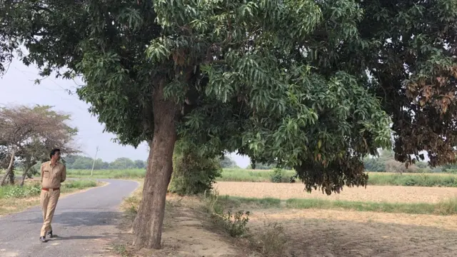 आम के पेड़ का जोड़ा