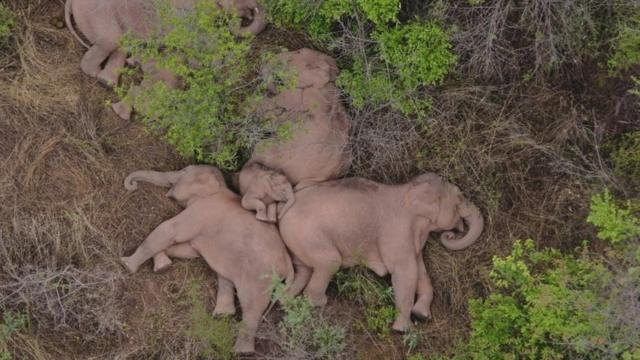 Elefantes durmiendo