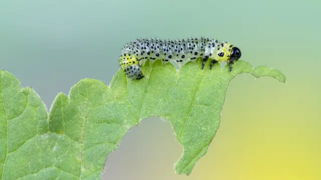 கம்பளிப்புழு