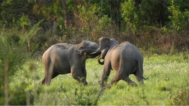 Musth is a unique state to elephants, in which young males, usually in their 20s, are flooded with reproductive hormones