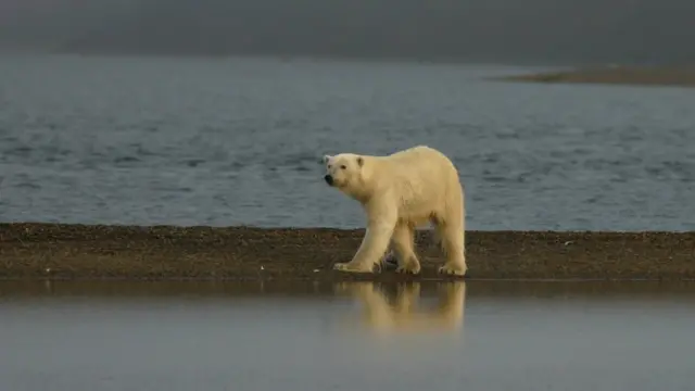 Fotografia mostra Urso Polar andandopokerstars esuma praia