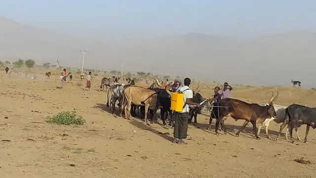 ኣርባሕቲ እንስሳ ክልል ዓፋር ምስ ጥሪቶም