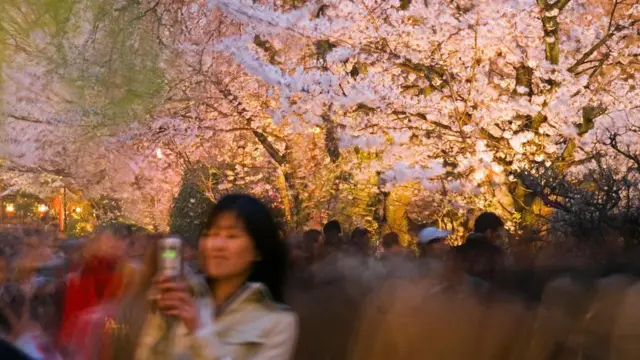 Japonya kiraz çiçekleri