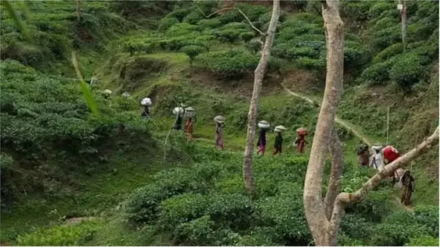 বাগান থেকে চা তুলে কারখানার দিকে যাচ্ছেন চা শ্রমিকরা।