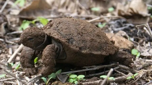 Tartaruga gigante, porém recém-nascida