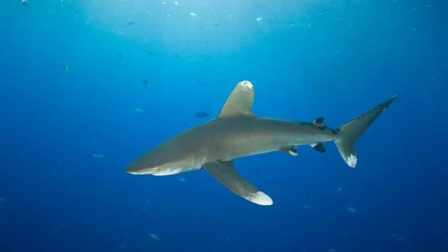 Tubarão-galha-branca-oceânico