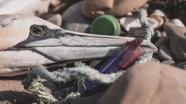 Ave junto a un trozo de plástico