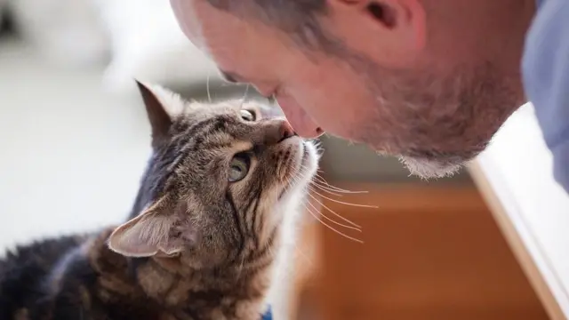 એક બિલાડી જાડી