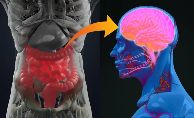 Ilustração mostra conexão entre o intestino e o cérebro