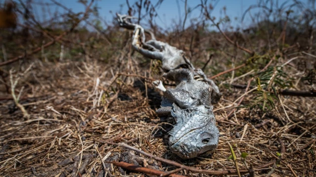 Iguana morta é encontradacarlsen pokeruma fazenda da transpantaneira