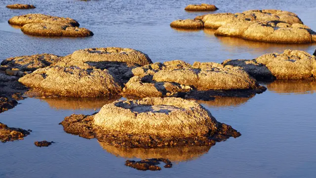 Stromatolites at Lake Thetis, Western Australia