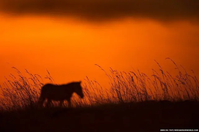 अफ्रीका के जानवर