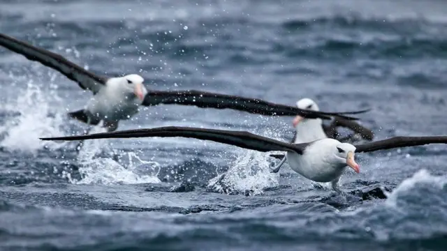 एल्बाट्रॉस