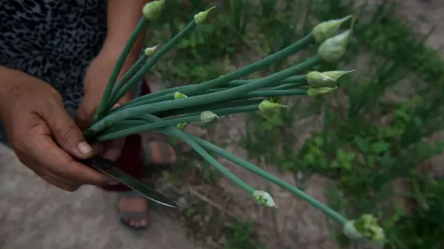 স্যুপ, সালাদ ছাড়াও চীনা খাবারে এর ব্যাপক ব্যবহার হয়