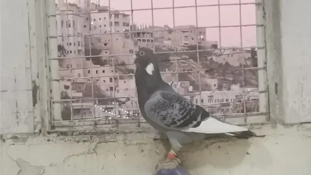 طائر من سلالة "الحمام الشامي" داخل القفص