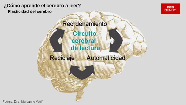 Dibujo representativo del circuito de lectura del cerebro.