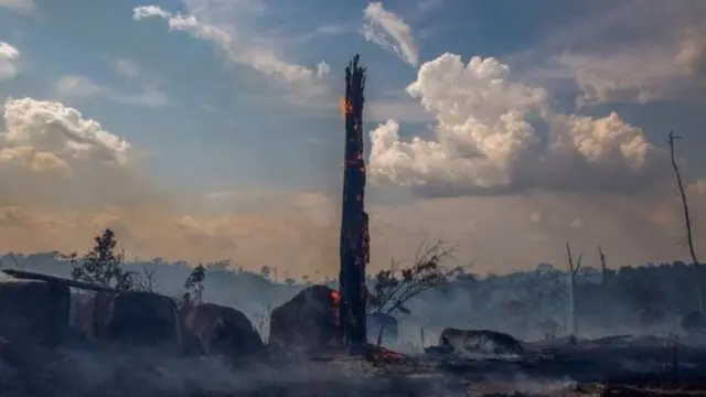 वृक्षतोड