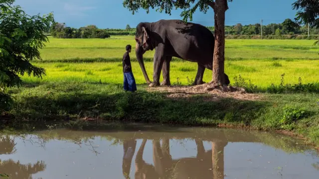 Jun deixando seu elefante se coçarcomo indicar esporte da sorteuma árvore