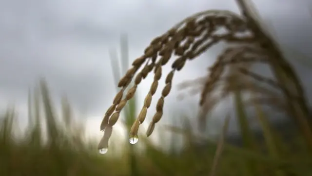 කුඹුරක්